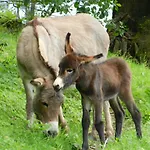 Swiss Family La Campagnola 3*