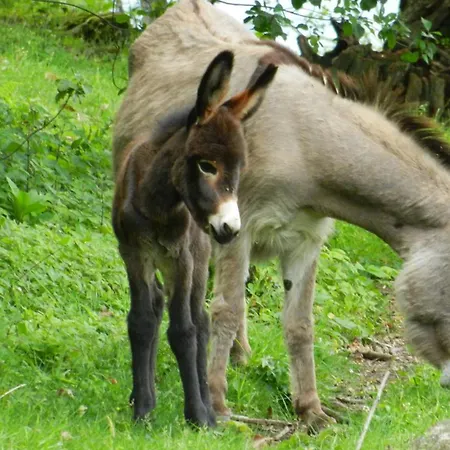 La Campagnola - Energy Hotel 3*