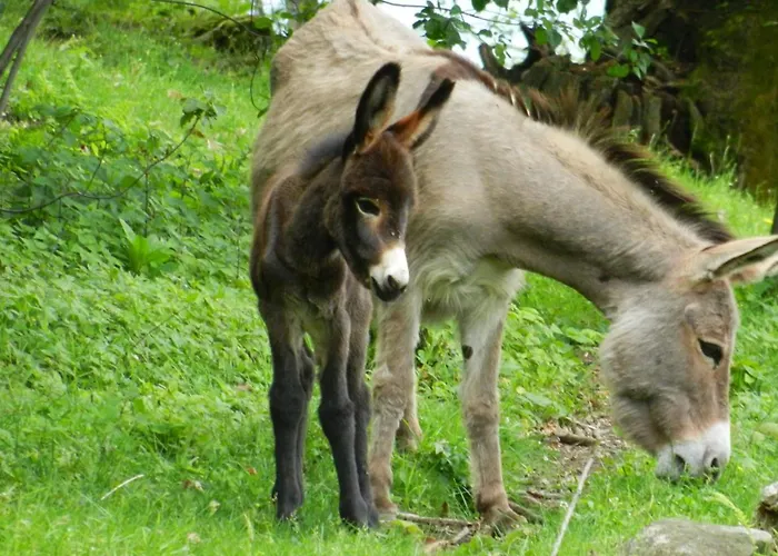 La Campagnola - Energy Hotel 3*