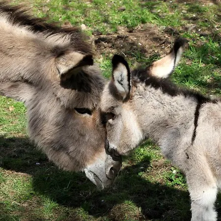 Lägenhetshotell La Campagnola - Energy San Nazzaro