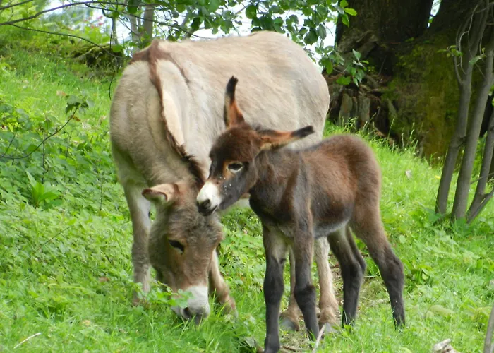 Hotel La Campagnola - Green Energy Resort 3*