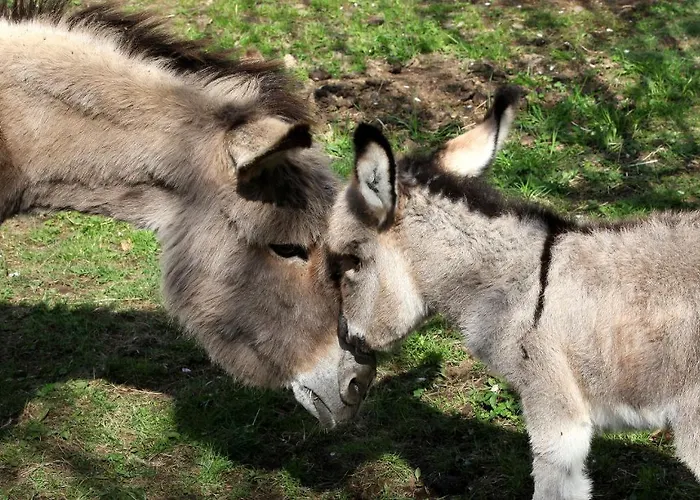 Hotel Hotel La Campagnola - Green Energy Resort San Nazzaro