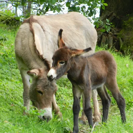 La Campagnola - Energy 3*